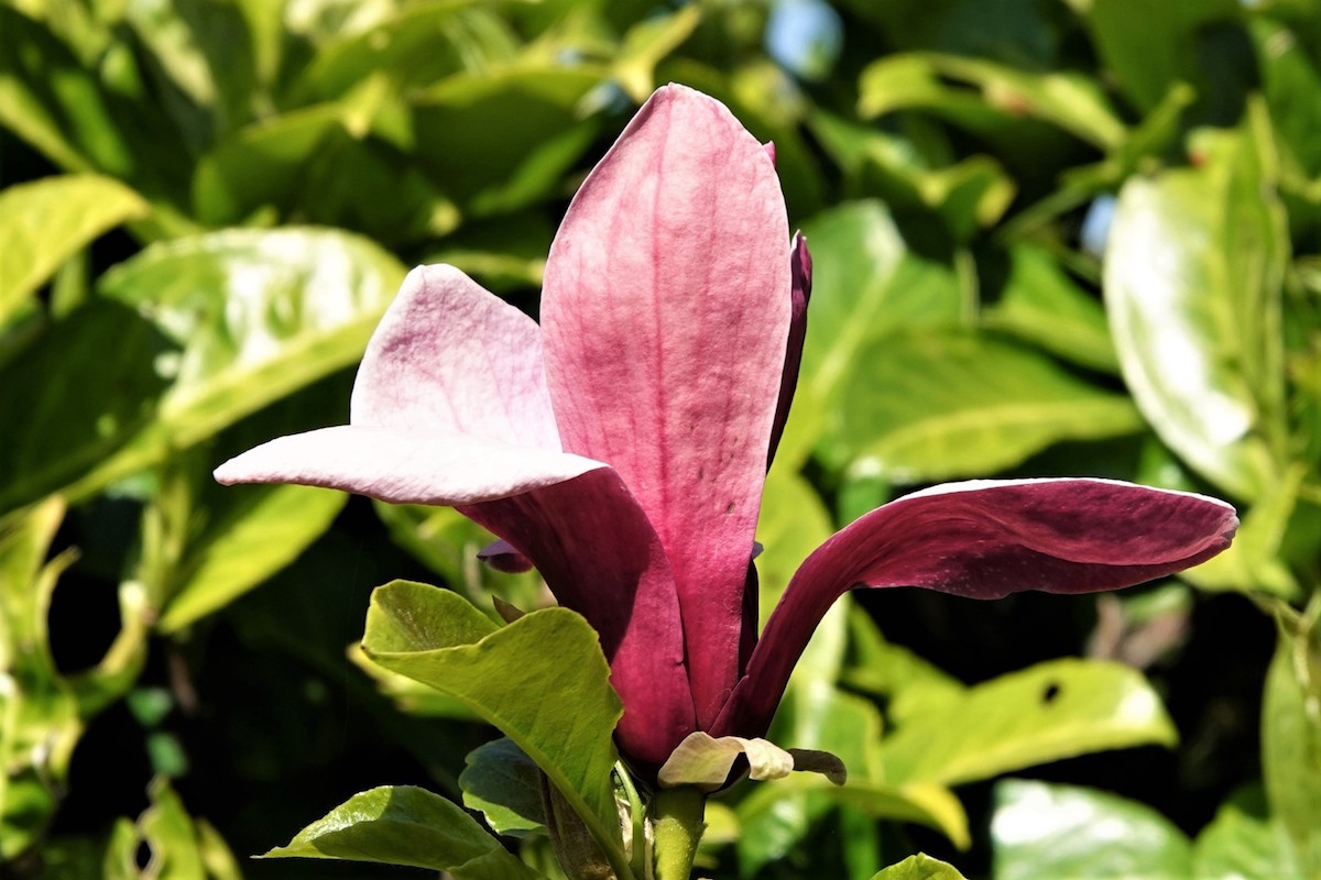 liliiflora Nigra